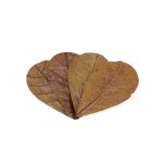 CATAPPA LEAVES MD - Imagen 2