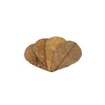 CATAPPA LEAVES SM - Imagen 2